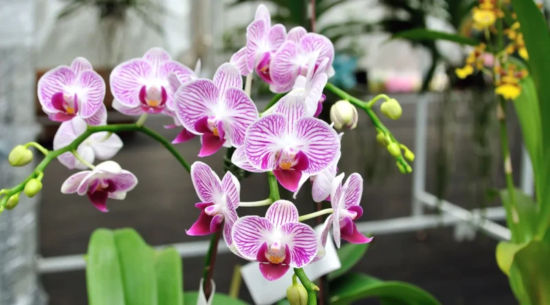 A imagem mostra um arranjo de orquídeas em plena floração, com pétalas brancas e detalhes roxos vibrantes. O fundo desfocado sugere um ambiente de exposição ou estufa, realçando a beleza das flores.