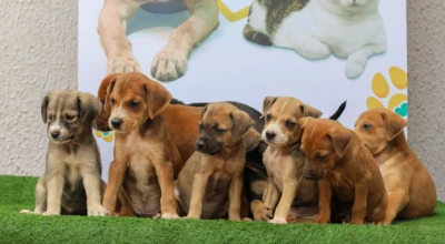 foto com filhotes de cachorro.