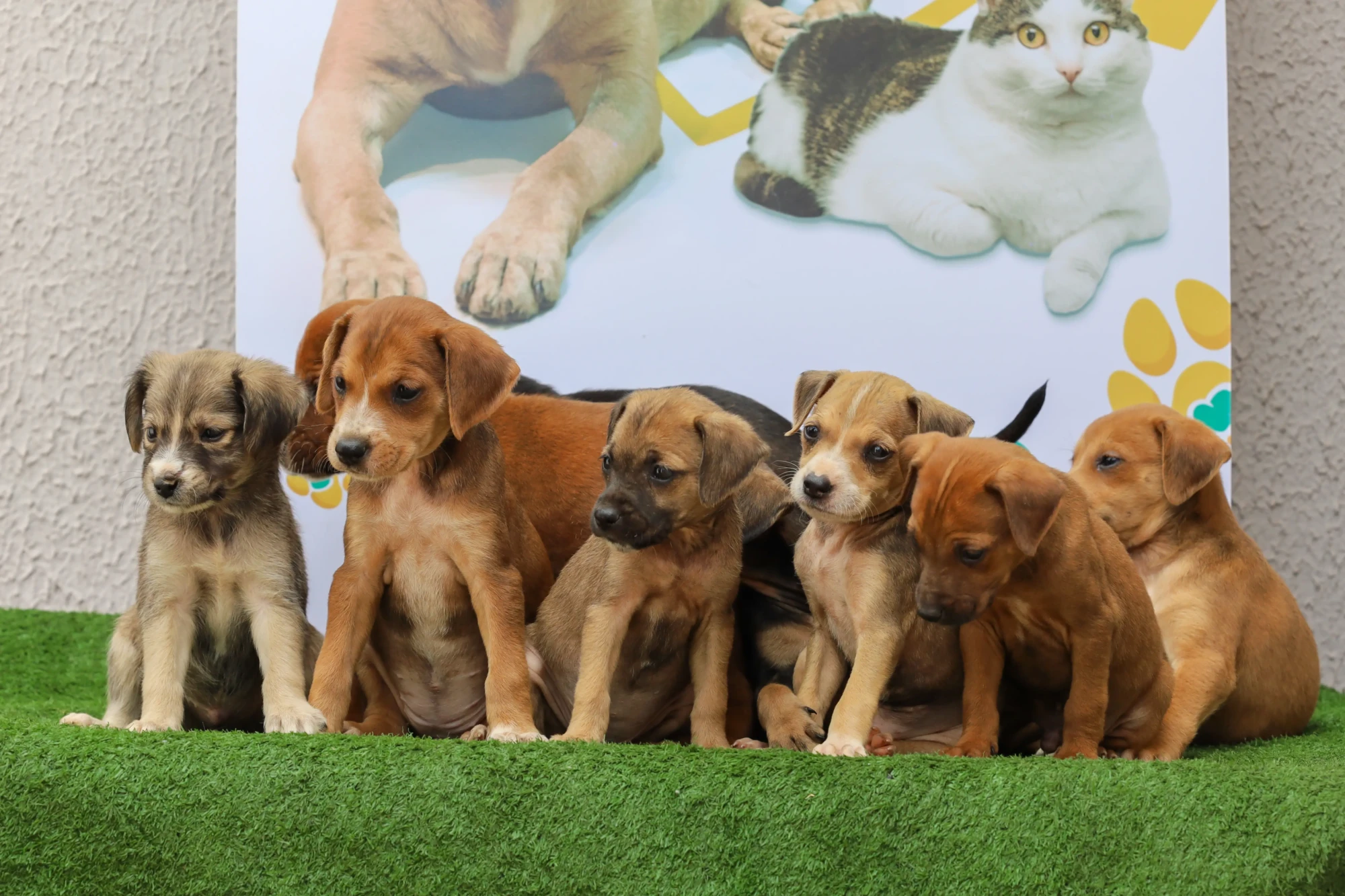 foto com filhotes de cachorro.