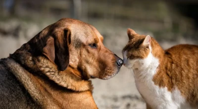 Foto de um cachorro e um gato.