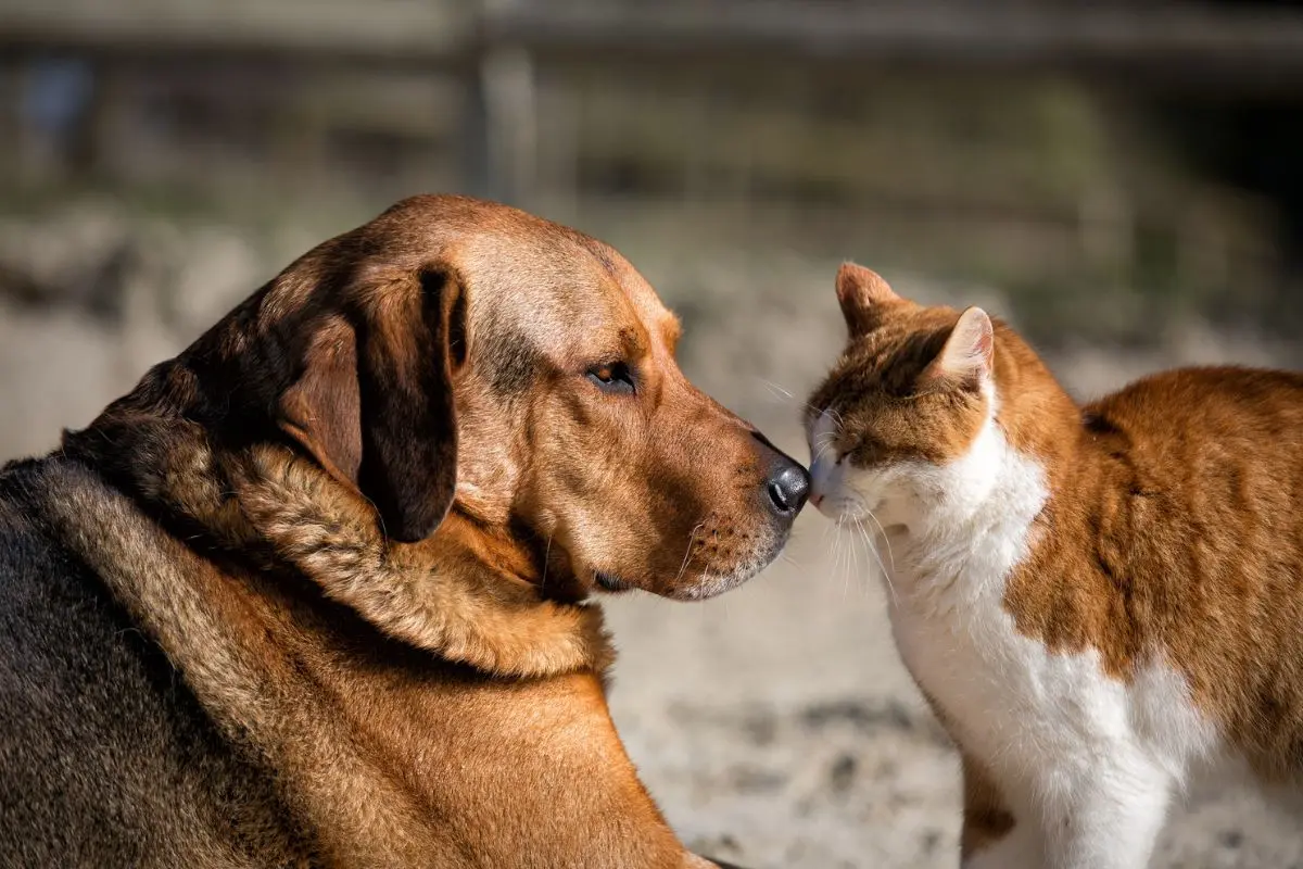 Foto de um cachorro e um gato.