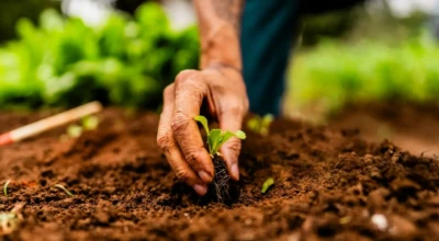 agricultor planta muda em solo fértil, simbolizando o cuidado e a dedicação ao cultivo orgânico