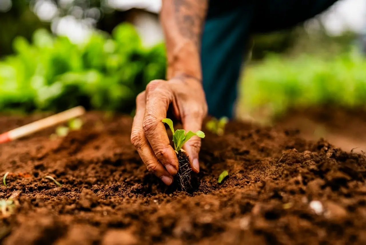 agricultor planta muda em solo fértil, simbolizando o cuidado e a dedicação ao cultivo orgânico