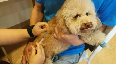 A imagem mostra um cão de pequeno porte recebendo vacina no colo do tutor, simbolizando cuidado e prevenção contra doenças.