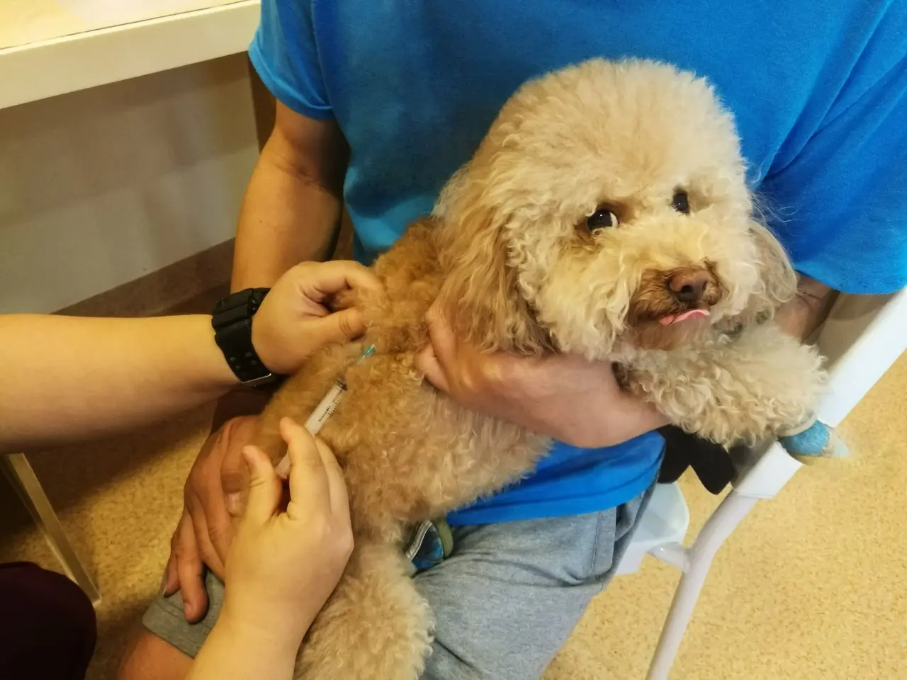 A imagem mostra um cão de pequeno porte recebendo vacina no colo do tutor, simbolizando cuidado e prevenção contra doenças.