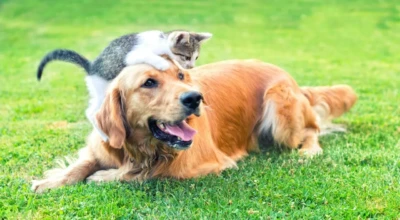 Foto de um cachorro e gato na grama.