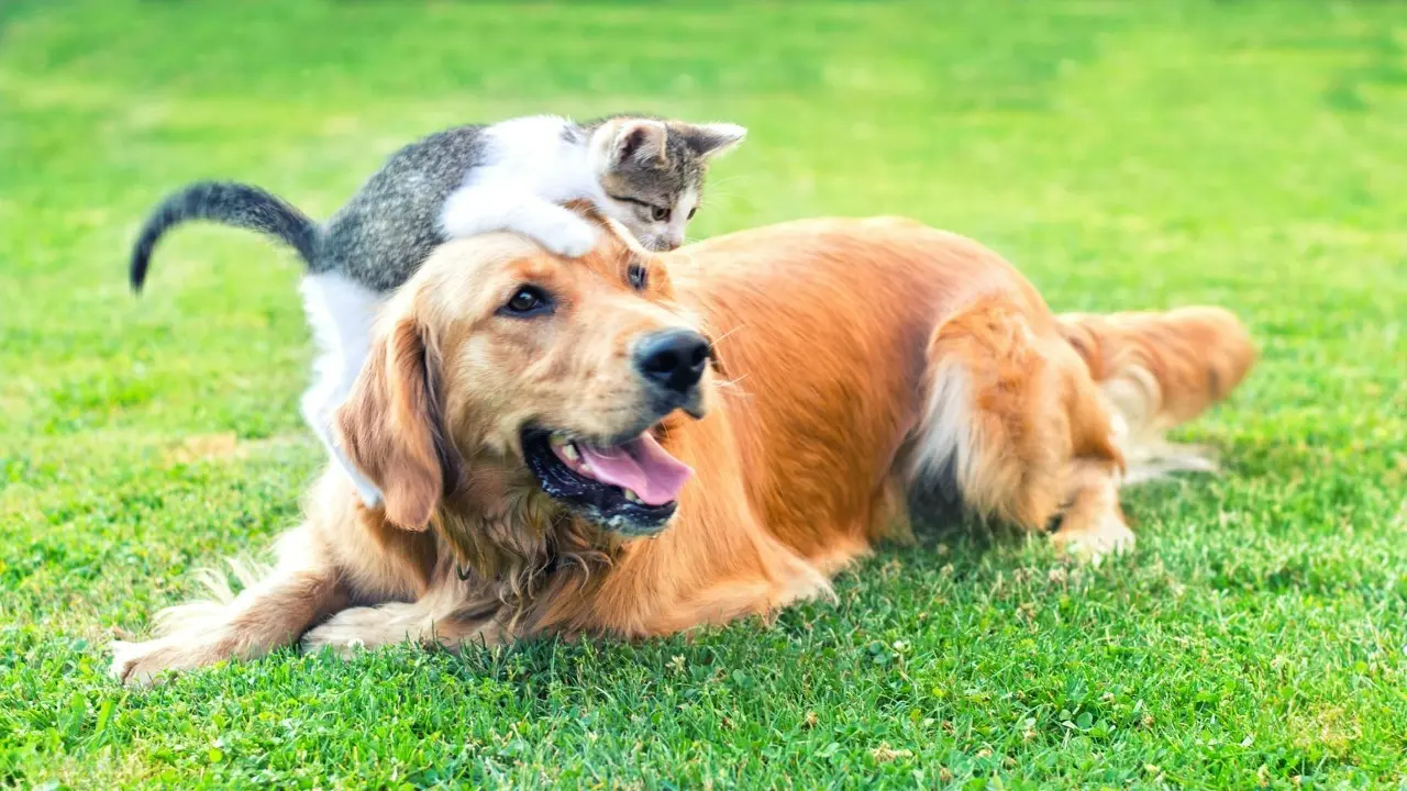 Foto de um cachorro e gato na grama.