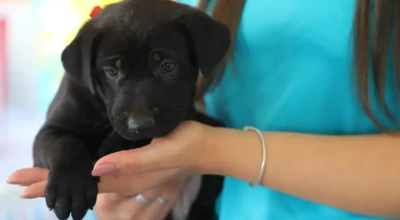 A foto mostra um filhote de cachorro sendo segurado com cuidado por uma pessoa.