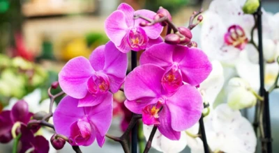 Belo fundo de flores de orquídea roxa phalaenopsis