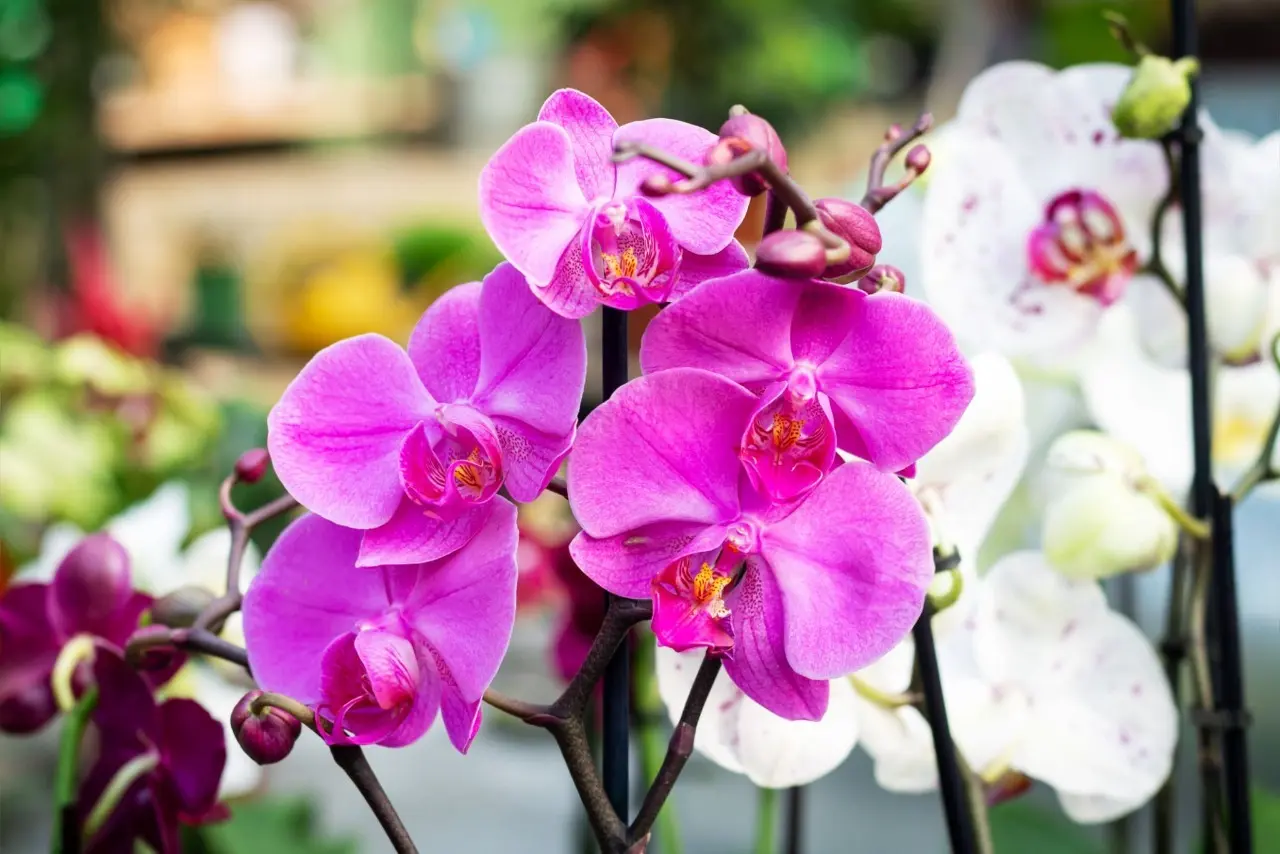 Belo fundo de flores de orquídea roxa phalaenopsis