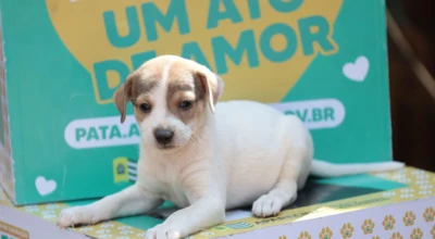 Filhote de cachorro, branco com manchas caramelo, deitado sobre uma caixa com pegadas amarelas.