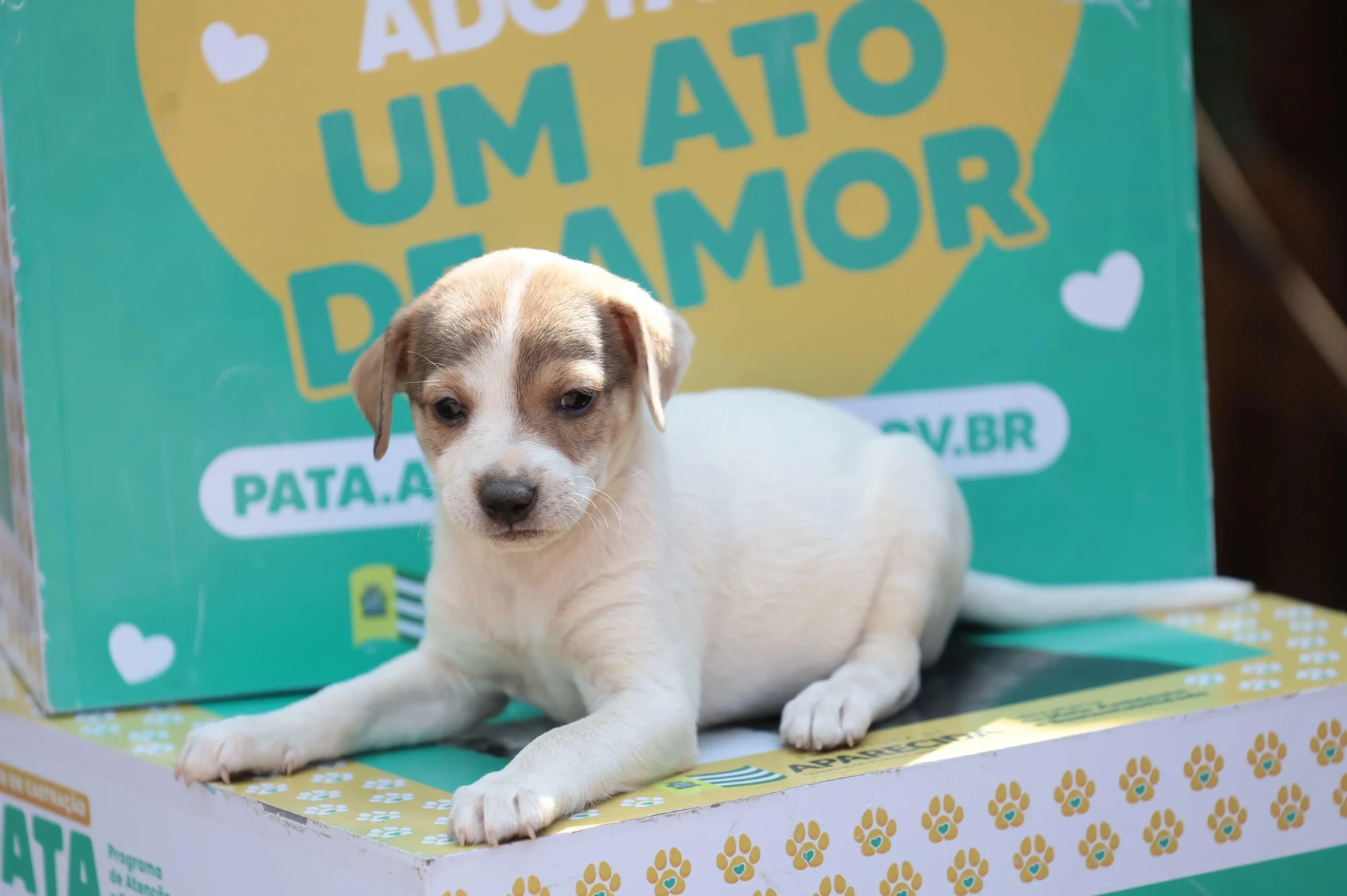 Filhote de cachorro, branco com manchas caramelo, deitado sobre uma caixa com pegadas amarelas.