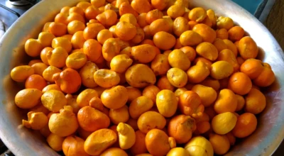 Tacho cheio de pequi.