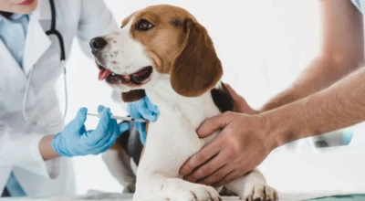 Cachorro sendo vacinado.