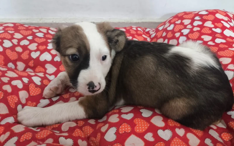 Deu Match com Meu Pet