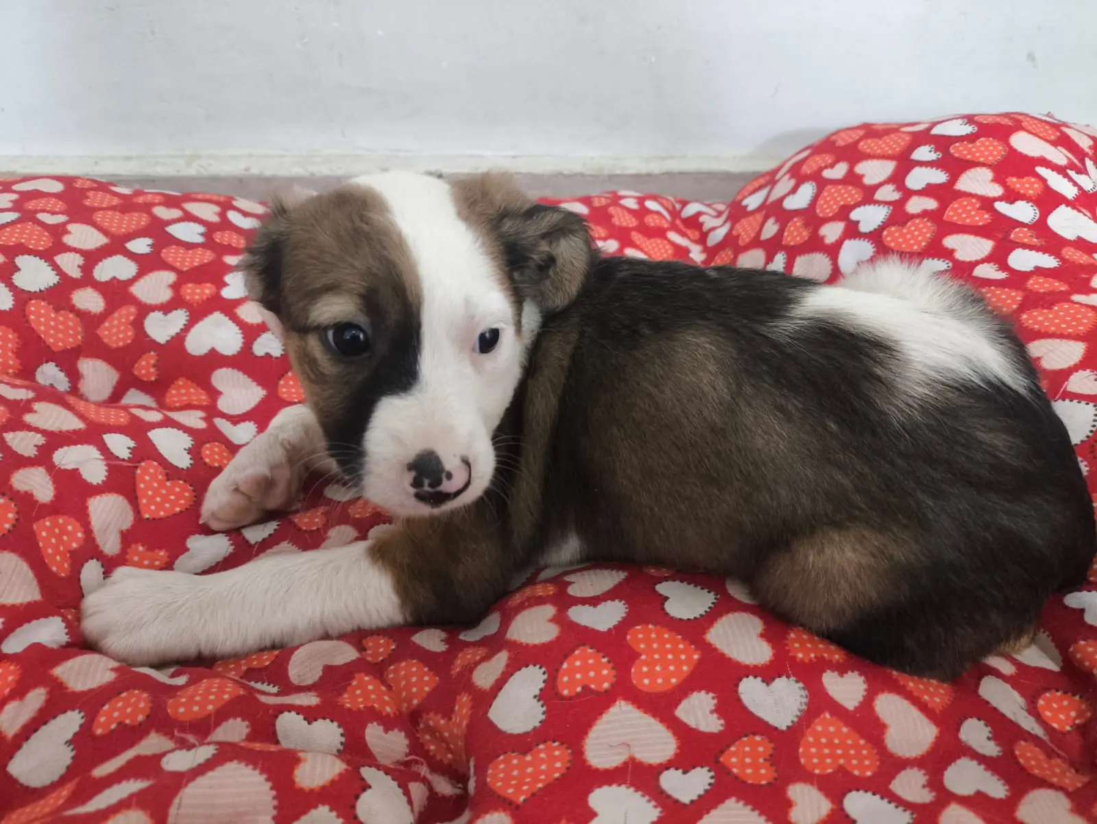 Deu Match com Meu Pet