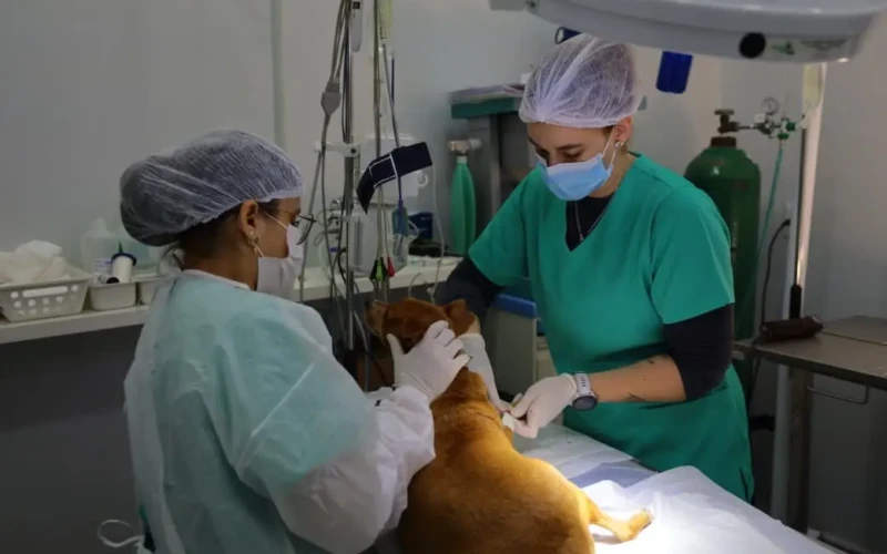 castração gratuita