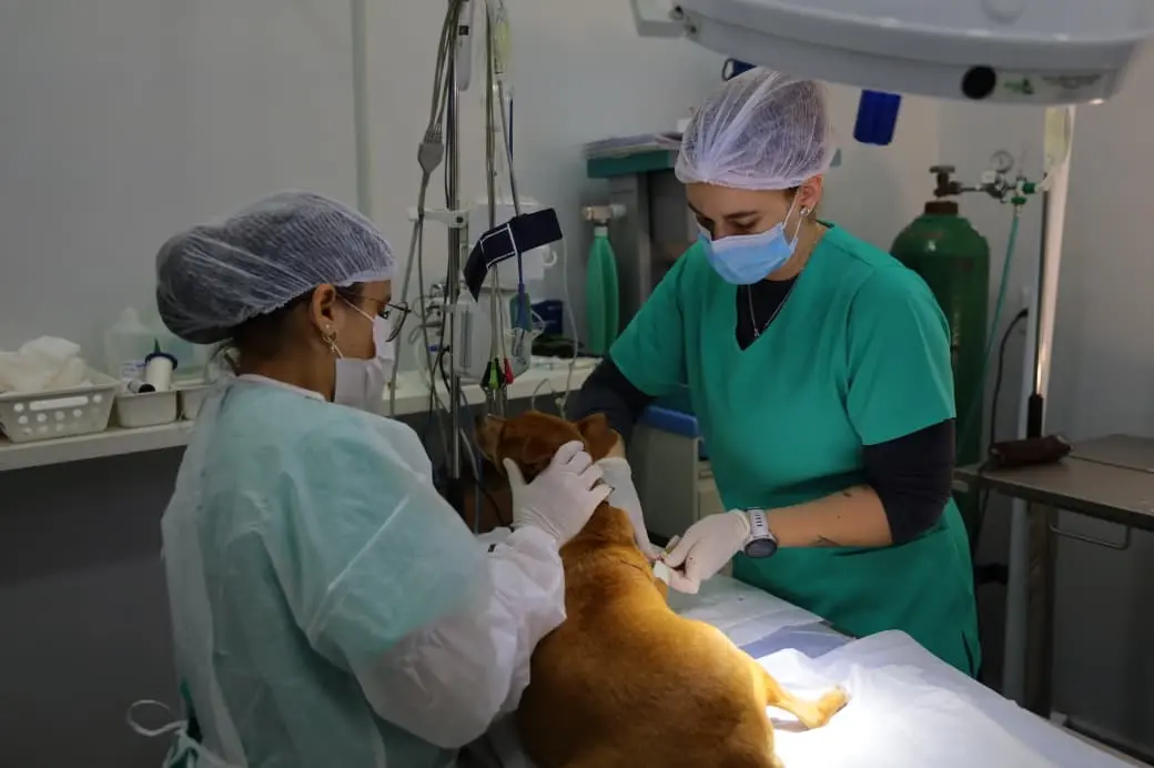 castração gratuita