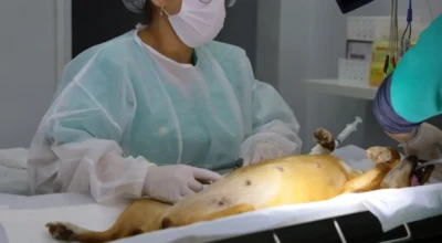 Profissionais do centro fazendo atendimento a um animal.