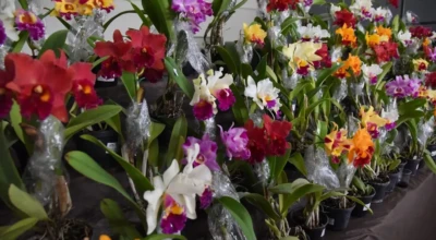 Exposição de Orquídeas e Rosas do Deserto em Aparecida