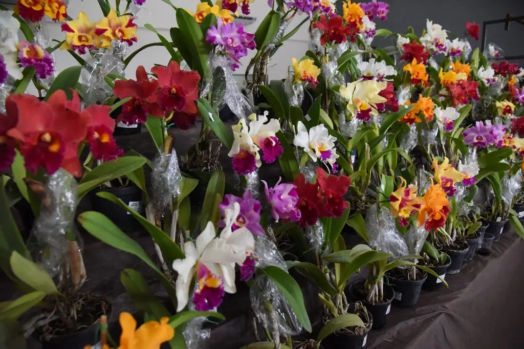 Exposição de Orquídeas e Rosas do Deserto em Aparecida