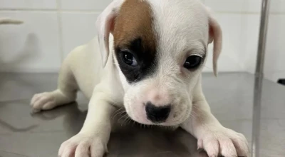 adoção responsável