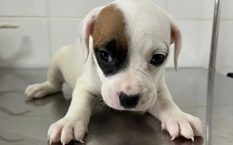 adoção responsável