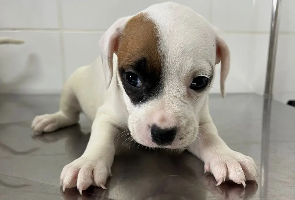 adoção responsável