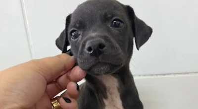 Evento de Adoção - Buriti Shopping (2)