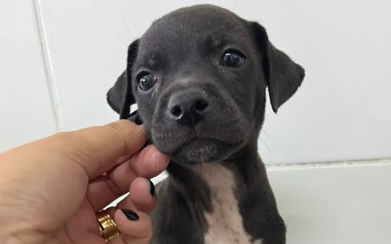 Evento de Adoção - Buriti Shopping (2)