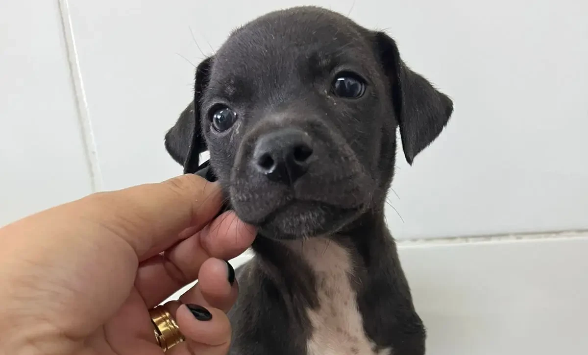 Evento de Adoção - Buriti Shopping (2)