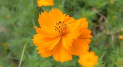Flor Cosmos
