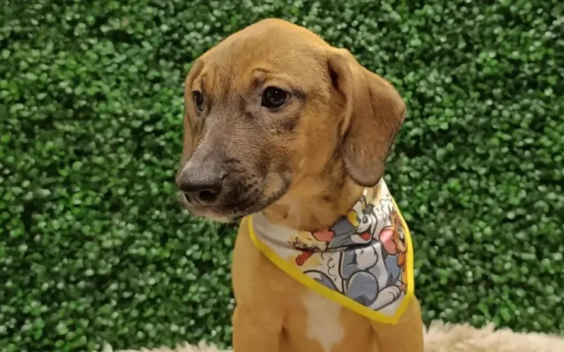 Deu Match com o PEt