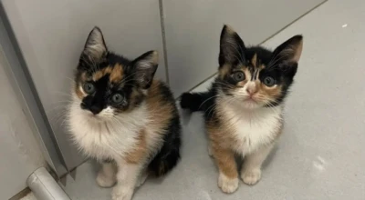 32 animais para a feira de adoção.