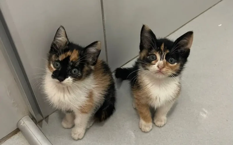 32 animais para a feira de adoção.