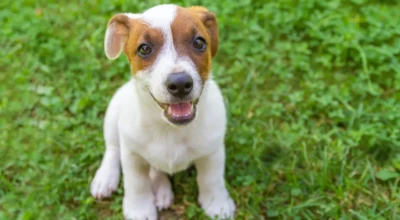 adoção de cães e gatos